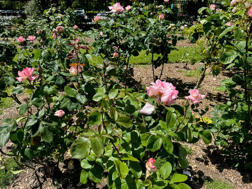 Rosa 'Secret' (Secret Hybrid Tea Rose) — Northwest Blooms